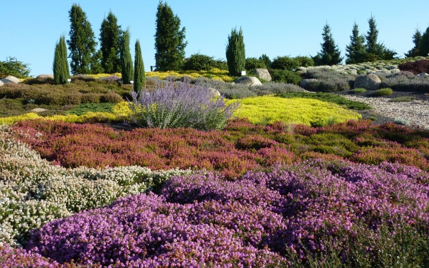 Heideblüte im Findlingspark Nochten, Foto: Klaus Kotzan, Lizenz: Förderverein Findlingspark